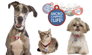 Customized Collar tags for pets
