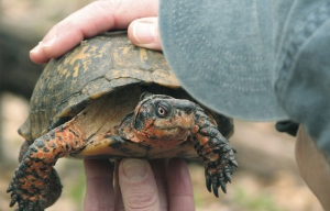 Box turtle life tracking with microchips
