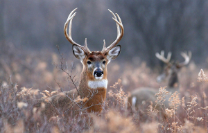 White tail deer management with microchips